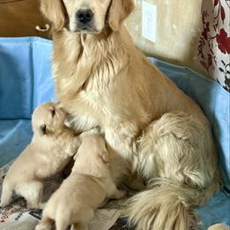 Amie - Golden Retriever