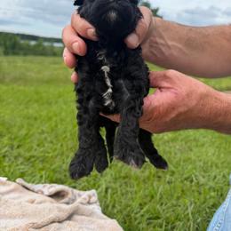 Boy 1 - Black male Cavapoo puppy in Wesson, Mississippi from Southern Country Doodles