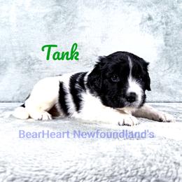 Tank - White and black male Newfoundland puppy in Cortez, Colorado from Bear Heart Newfoundlands, LLC