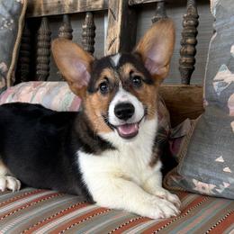 Tri boy 6 - Black and tan male Pembroke Welsh Corgi puppy in Surprise, Arizona from Ruff and Rowdy Corgis