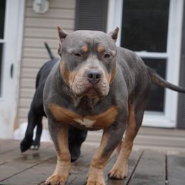 American Bully All Grown Up from Herrera’s K9’s