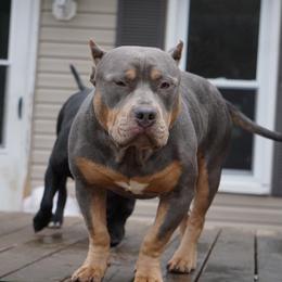 American Bully All Grown Up from Herrera’s K9’s