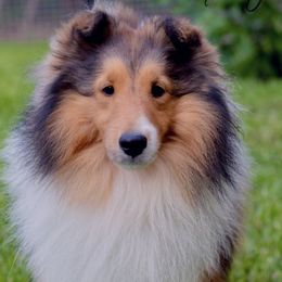 Dazz - Shetland Sheepdog