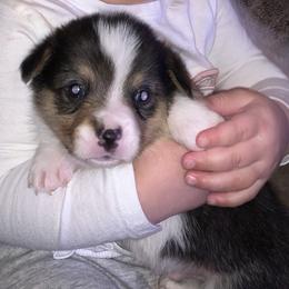 Pembroke Welsh Corgi Puppies from Gotta Chase Em All Corgis