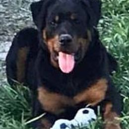 Rottweilers from Lynn's Rottweilers