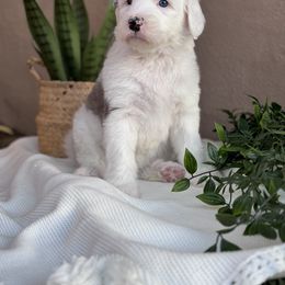 Old English Sheepdog and Sheepadoodle Puppies from Desert Sheepies