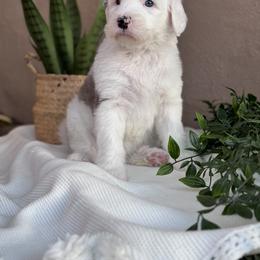 Old English Sheepdog and Sheepadoodle Puppies from Desert Sheepies