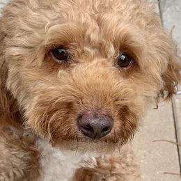 Scout - Poodle