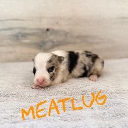 Meatlug - Blue merle female Border Collie puppy in Sanger, California from Flying M Cactus Ranch Buddies