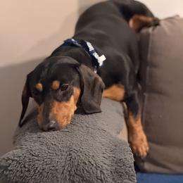 Dachshund All Grown Up from CasadeWeens