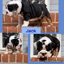 Jack - Bulldog puppy in Mechanicsville, Virginia from Spice O’ Life Bulldogs