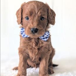 Creamsicle - Red  male Goldendoodle puppy in Blackfoot, Idaho from Riverside Poodles
