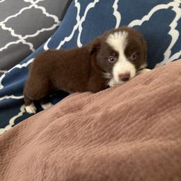 Border Collie Puppies from Athena’s Collies