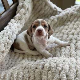 Chocolate And Tan Dapple Piebald - Dapple female Dachshund puppy in Blackstone, Virginia from Cheyenne's Dachshunds