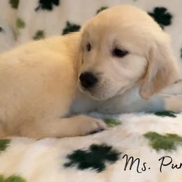 Ms. Purple - Light golden female Golden Retriever puppy in Willis, Texas from Lakemist Retrievers