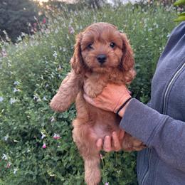 Buck - Red male Cavapoo puppy in California from Tinkerpups