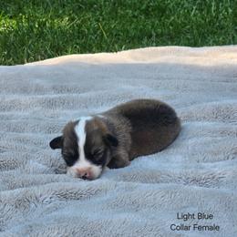 Light Blue Collar Female - Red female Pembroke Welsh Corgi puppy in Tenino, Washington from LoneStar Corgis NW