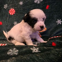 Frosty - White and black male Chinese Crested puppy in Utah from Mlee puppies