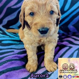 Aurora - Apricot female Goldendoodle puppy in Santa Cruz, California from Lu Doodles