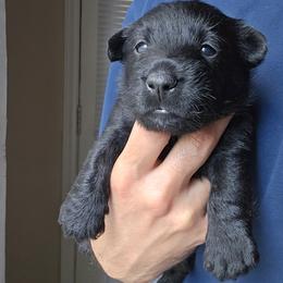 Female2 (LBIIIW) - Black female Scottish Terrier puppy in Conroe, Texas from Scotch McLaren Terriers