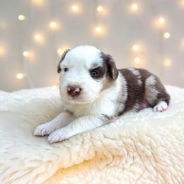 Monroe - Red merle female Australian Shepherd puppy in Statesville, North Carolina from Charming Australian Shepherds