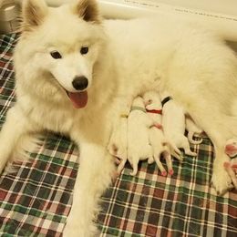 Samoyed Puppies from Samkist