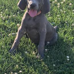 Weimaraner Puppies from Jennifer Anne's Weimaraners