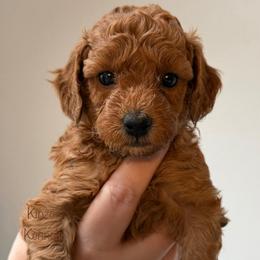Storm - Red  female Goldendoodle puppy in De Pere, Wisconsin from Kinzor Kennels