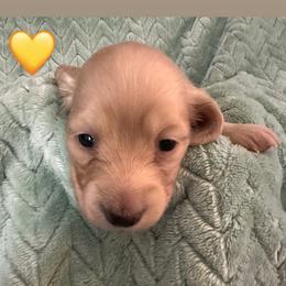 Nelly Yellow Collar Female - Cream female Dachshund puppy in Trade, Tennessee from TN Miniature Dachshunds & Basset Hounds