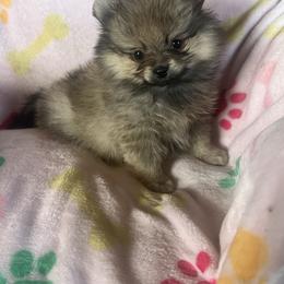 Blossom - Cream sable female Pomeranian puppy in Harrisonville, Missouri from Cindy's Pomeranians