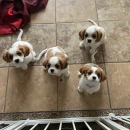 Cavalier King Charles Spaniel Puppies from Christina’s Cavaliers
