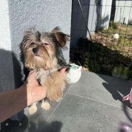 Rosie - Blue and gold female Yorkshire Terrier puppy in Cape Coral, Florida from Katherine’s Yorkies and Poodles