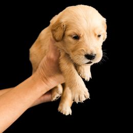 Charlotte (Dark pink) - Dark golden female Golden Retriever puppy in Oregon from A Goldens First Love