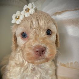 Mellow - Golden female Cockapoo puppy in Tampa, Florida from Designer Puppy Boutique