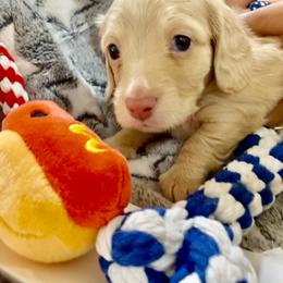 Oscar - Fawn (isabella) and cream male Dachshund puppy in Fontana, California from DOXI.E.