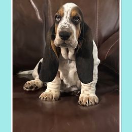 Girl 2 - Black white and brown Basset Hound puppy in Columbia, South Carolina from Pawmetto Hounds