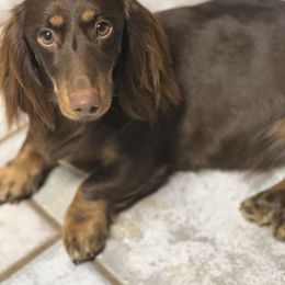 Dolly - Dachshund