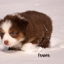Fraser - Red tri male Miniature Australian Shepherd puppy in Blackfoot, Idaho from Bellewynd Acres