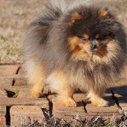 Goose - Pomeranian