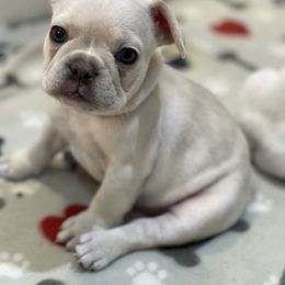 French Bulldog Puppies from Phillips Family Frenchies