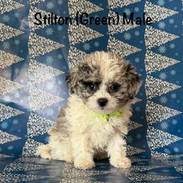 Stilton - Merle male Shichon puppy in De Pere, Wisconsin from Kinzor Kennels