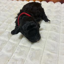 Milo - Black male Havapoo puppy in Brookings, South Dakota from Hofer Pups