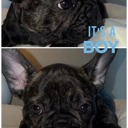 Male - Brindle male French Bulldog puppy in Muncie, Indiana from Seven Blessings Frenchies