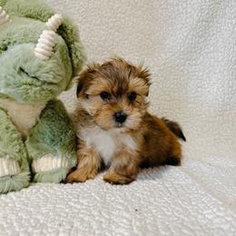 'Bashful' - Tan male Morkie puppy in Durand, Wisconsin from Larson’s Legacy Aussome Aussie Kennels