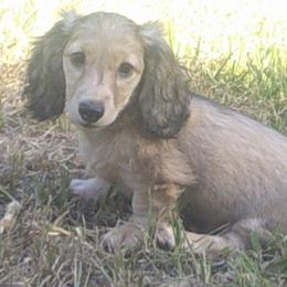 Call name BOONE - male Dachshund puppy in Summerfield, Florida from D & B Ranchette