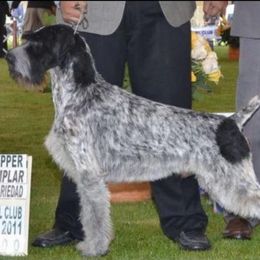 German Wirehaired Pointer and Golden Retriever All Grown Up from Pegram Kennels