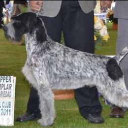 German Wirehaired Pointer and Golden Retriever All Grown Up from Pegram Kennels