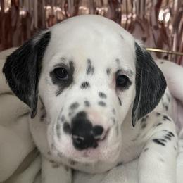 Boy 4 Navy “Domino” - White black and tan Dalmatian puppy in Franklin, Tennessee from Gentry’s Dalmatians