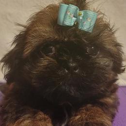 Oscar - Red male Shih Tzu puppy in Parma, Ohio from D's DeVine Shih-Tzu