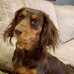 Maggie - Dachshund